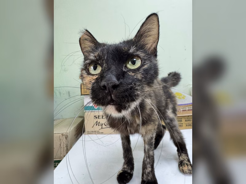 Adult female mixed-breed cat, Small, shelter no. …5001