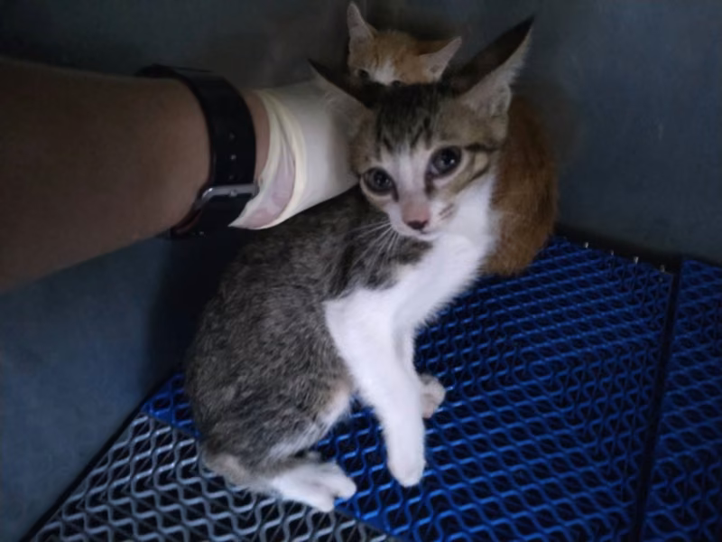 Tabby-and-white young male mixed-breed cat, Small, shelter no. …0008
