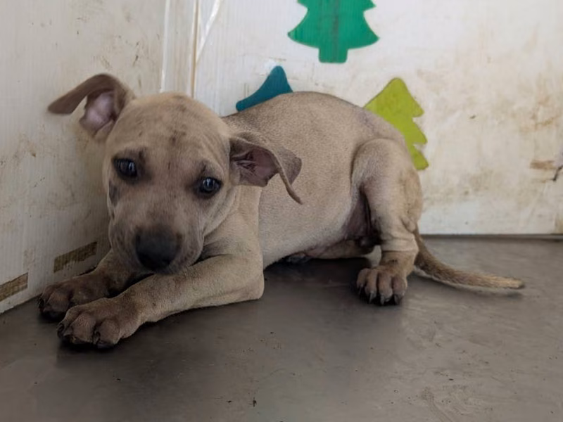 White young female mixed-breed dog, Medium, shelter no. …2002