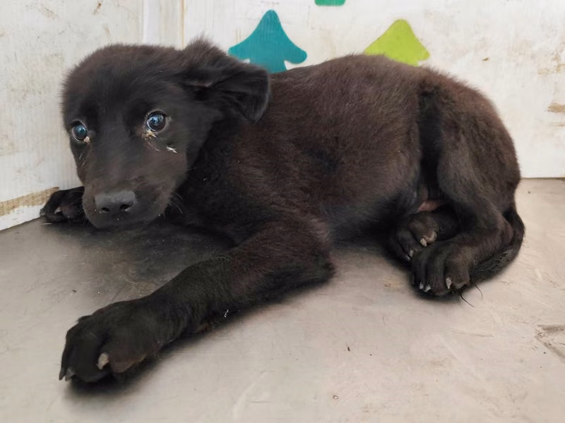 Black young female mixed-breed dog, Medium, shelter no. …2607