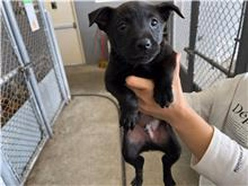 Black adult male mixed-breed dog, Small, shelter no. …0003