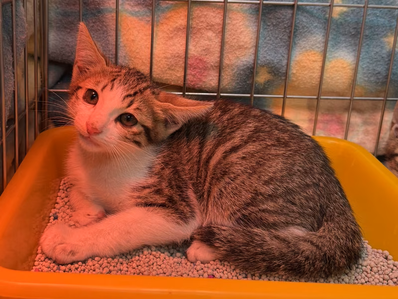 Tabby-and-white young male mixed-breed cat, Small, shelter no. …7011
