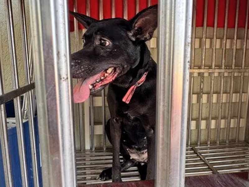 Black adult female mixed-breed dog, Large, shelter no. …1001