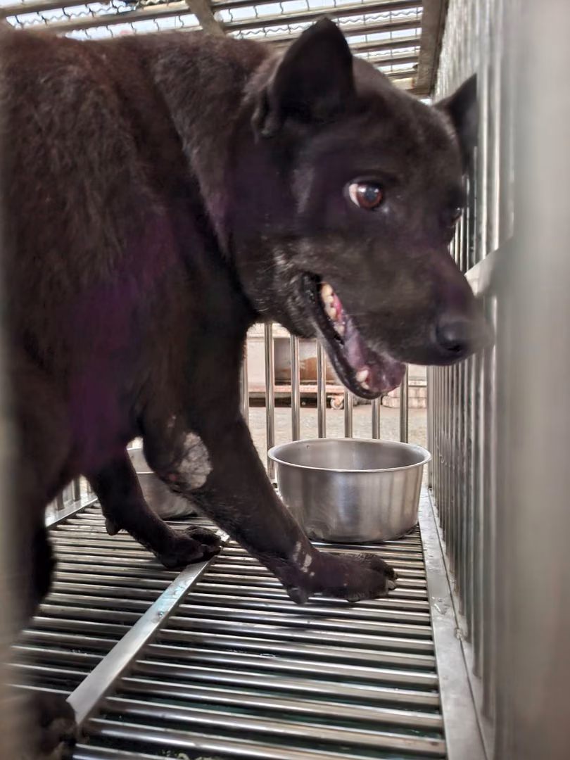 Black adult male mixed-breed dog, Medium, shelter no. …5-07