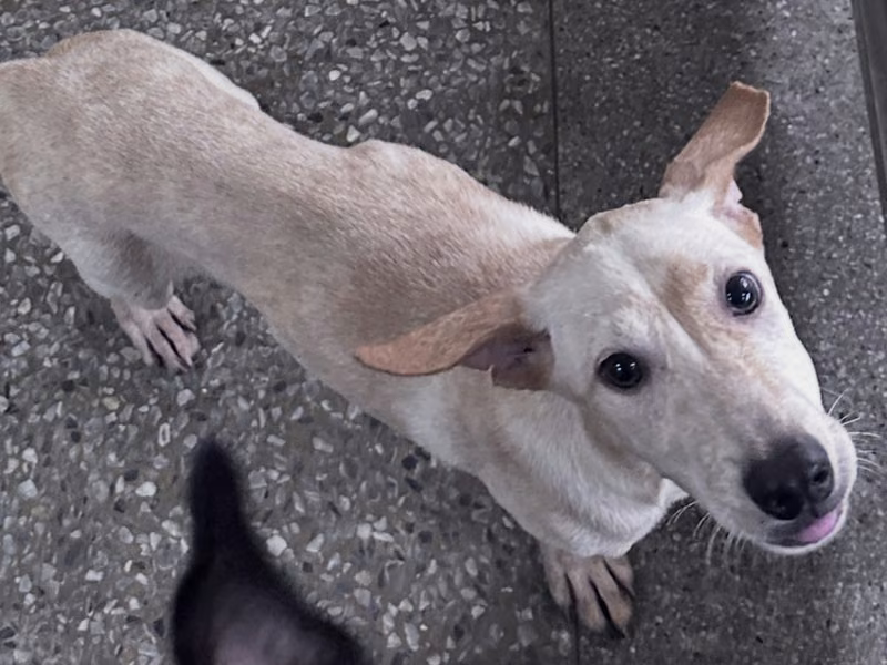 Cream young male mixed-breed dog, Medium, shelter no. …7003