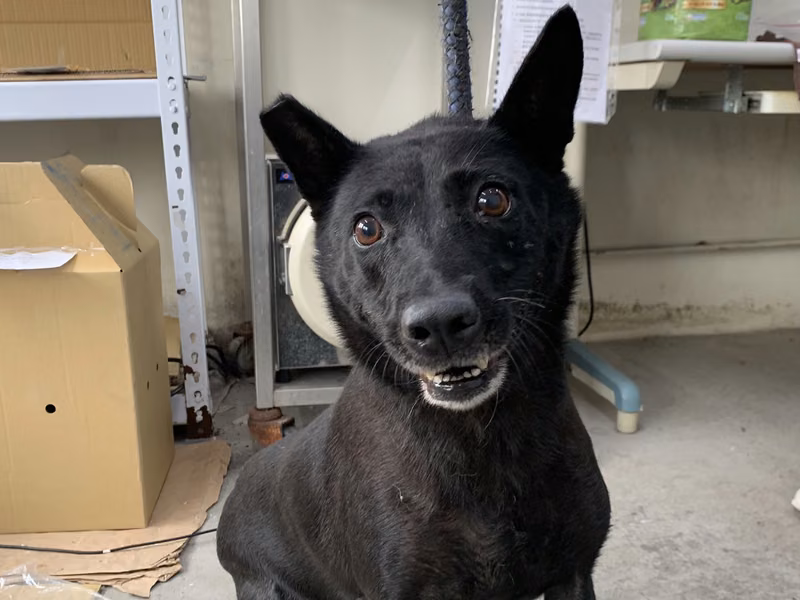 Black adult female mixed-breed dog, Medium, shelter no. …1207