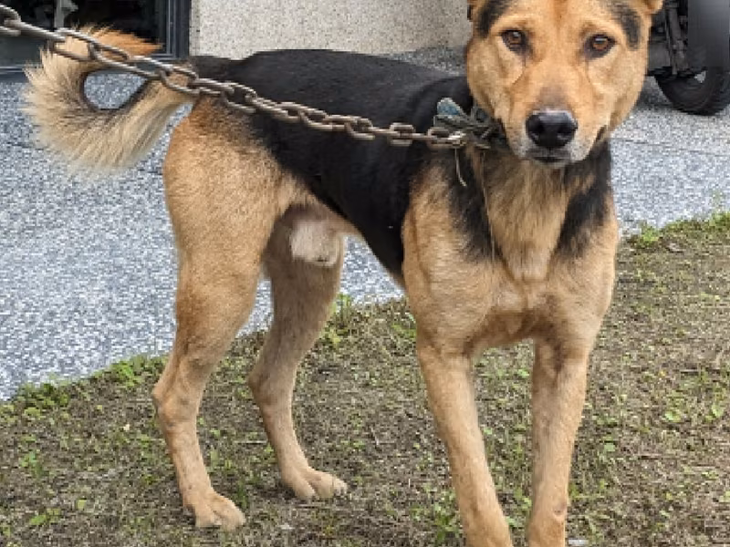 Brown-and-black adult male mixed-breed dog, Medium, shelter no. …5001