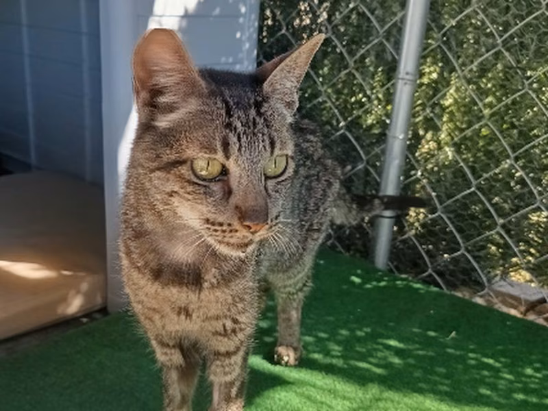 Tempranillo, Adult · Male · Small · European Shorthair
