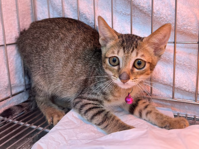 Tabby young female mixed-breed cat, Small, shelter no. …8007