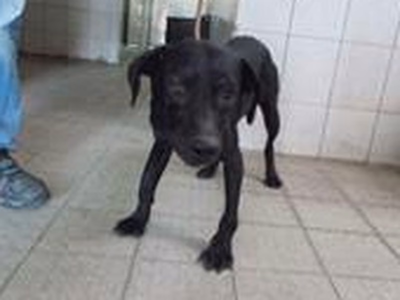 Black adult male mixed-breed dog, Medium, shelter no. …5027