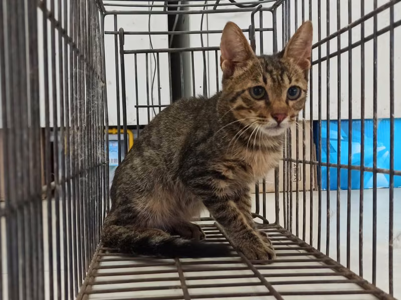 Young male mixed-breed cat, Small, shelter no. …1C03
