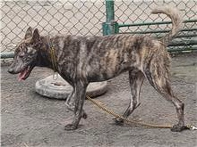 Tabby adult male mixed-breed dog, Medium, shelter no. …1201
