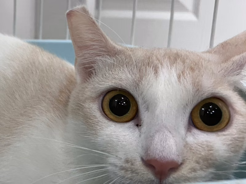 Orange-and-white adult female mixed-breed cat, Large, shelter no. …9001