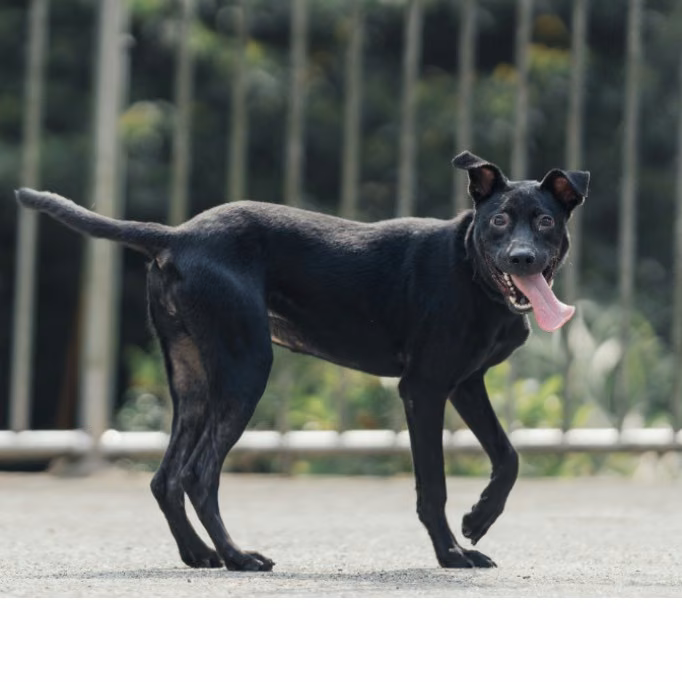 Black adult female mixed-breed dog, Medium, shelter no. …1604