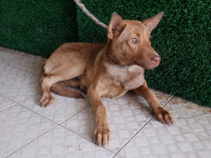 Brown adult female mixed-breed dog, Medium, shelter no. …6807