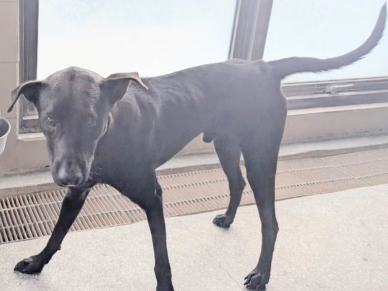 Black adult male mixed-breed dog, Large, shelter no. …2011