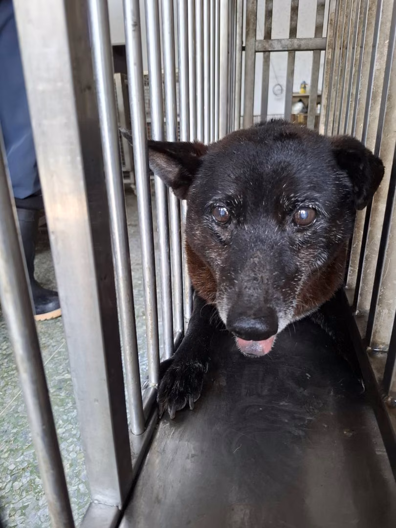 Black adult male mixed-breed dog, Medium, shelter no. …7-03