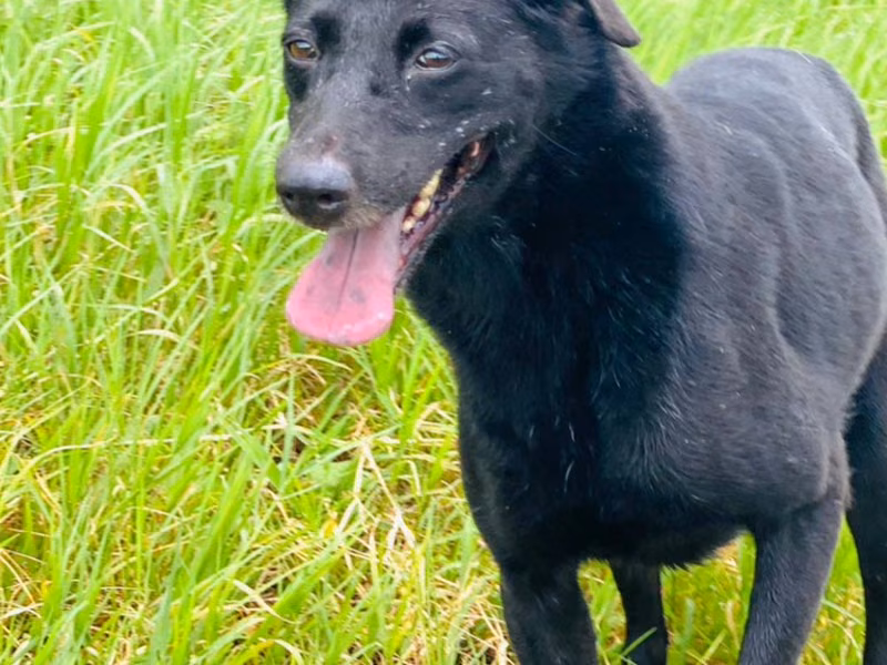 Black adult female mixed-breed dog, Medium, shelter no. …8001