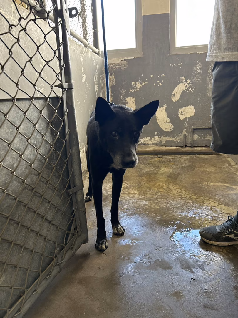 Black adult male mixed-breed dog, Medium, shelter no. …8001