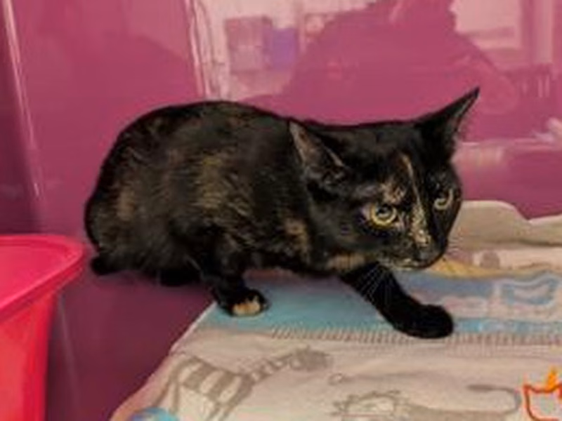 Black-and-brown young female European Shorthair, shelter no. …4445