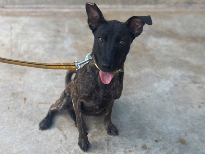 Tabby adult female mixed-breed dog, Medium, shelter no. …6039
