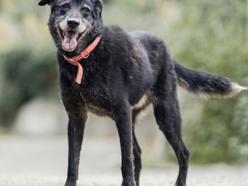 Black adult male mixed-breed dog, Large, shelter no. …0020