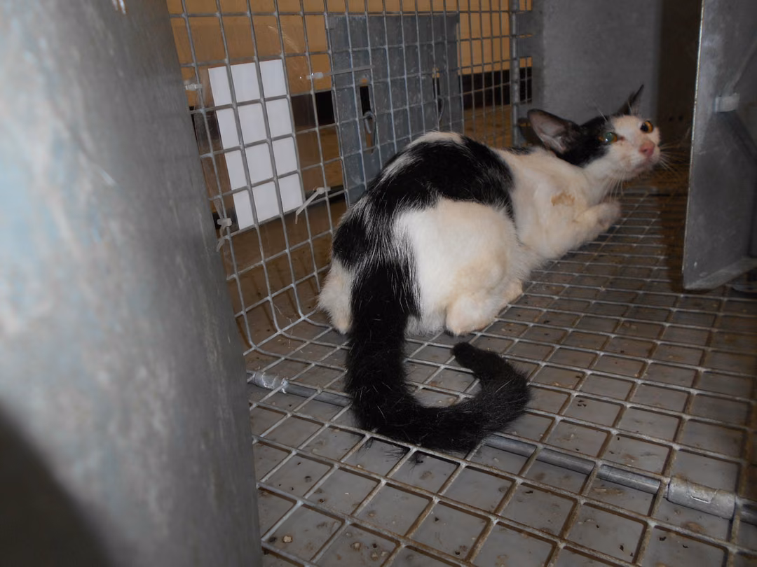 Black-and-white adult female mixed-breed cat, Medium, shelter no. …0015