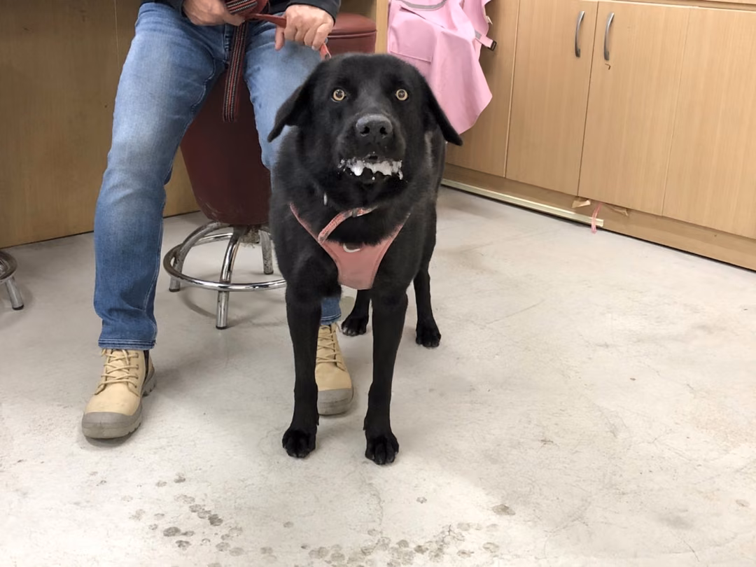Black adult male mixed-breed dog, Large, shelter no. …1705