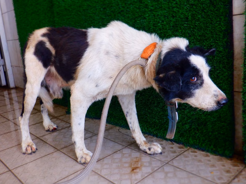 Black-and-white adult male mixed-breed dog, Medium, shelter no. …2842