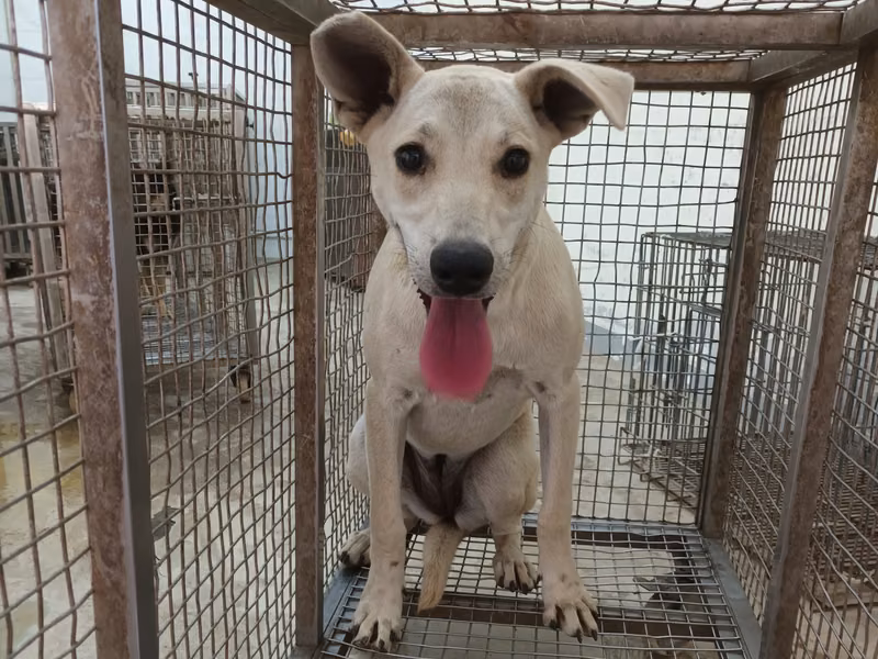White adult female mixed-breed dog, Large, shelter no. …5008