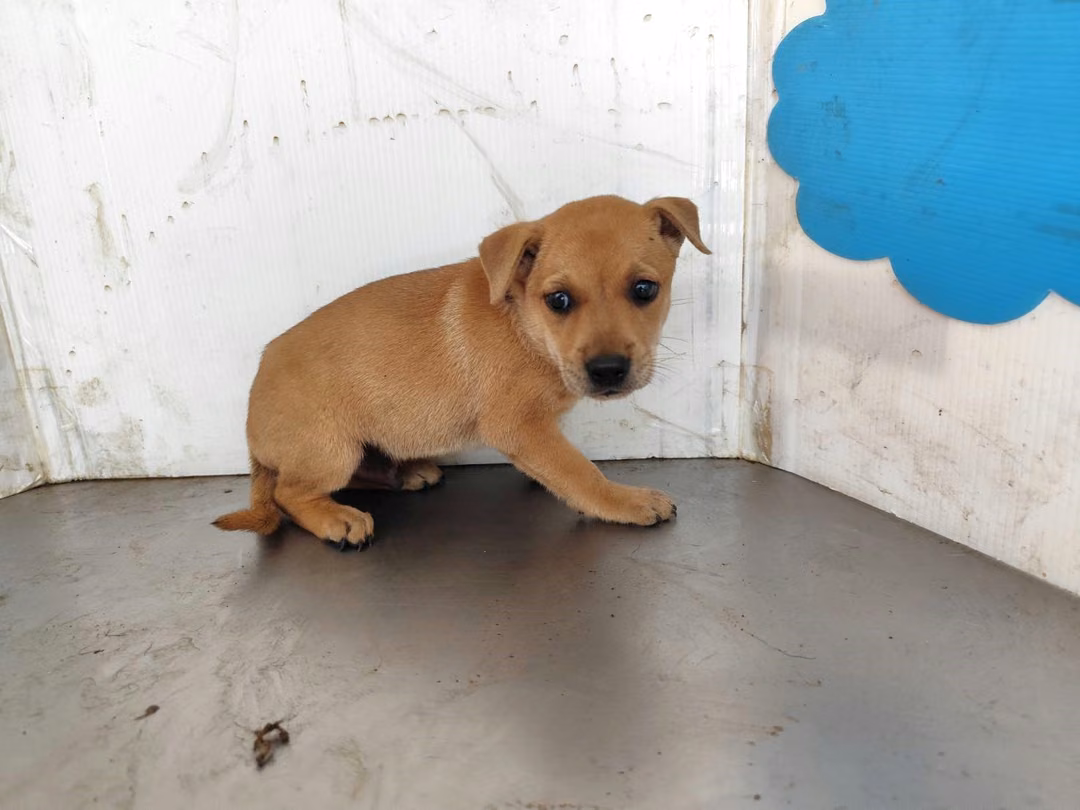 Tan young male mixed-breed dog, Small, shelter no. …2904