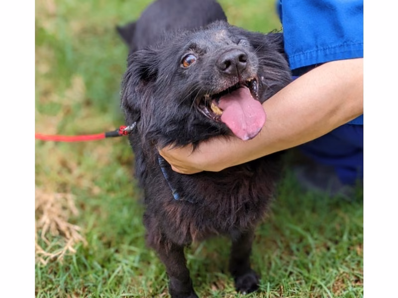 Black adult male mixed-breed dog, Medium, shelter no. …6001