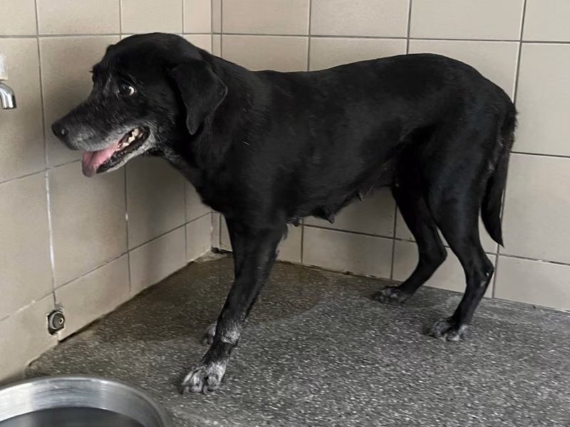 Black adult female mixed-breed dog, Large, shelter no. …1702
