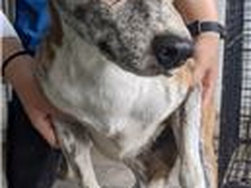 Tabby adult male mixed-breed dog, Medium, shelter no. …5004