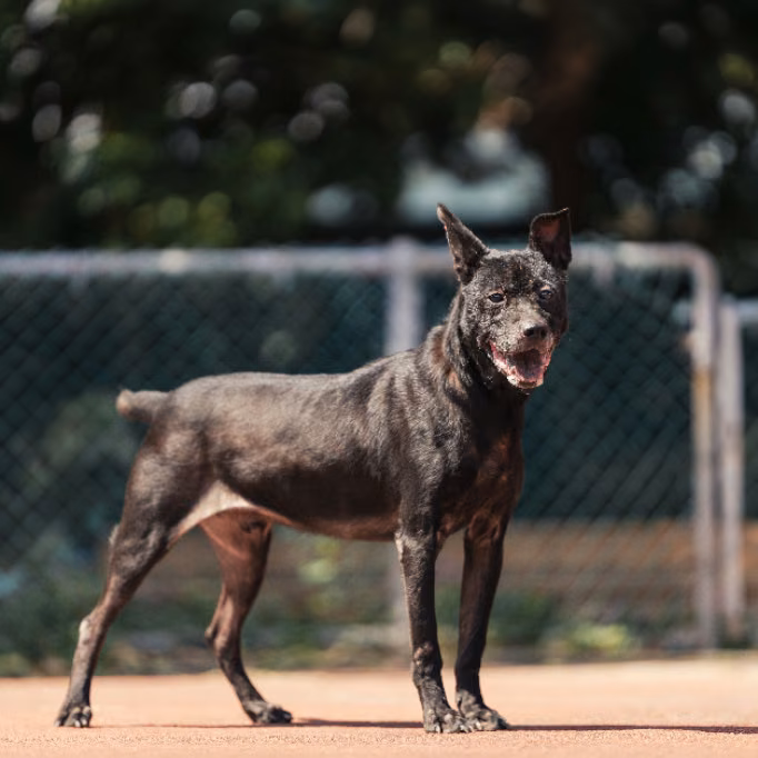 Black adult male mixed-breed dog, Medium, shelter no. …1102