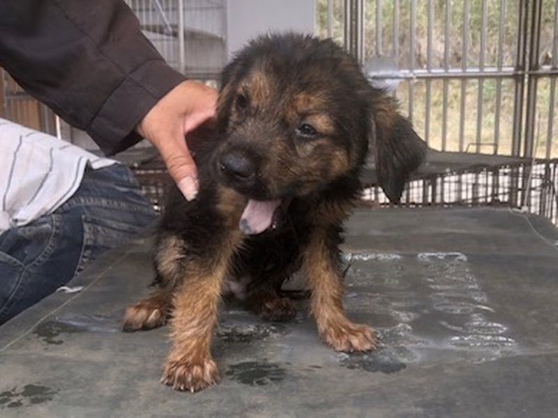 Black young male mixed-breed dog, Small, shelter no. …2035