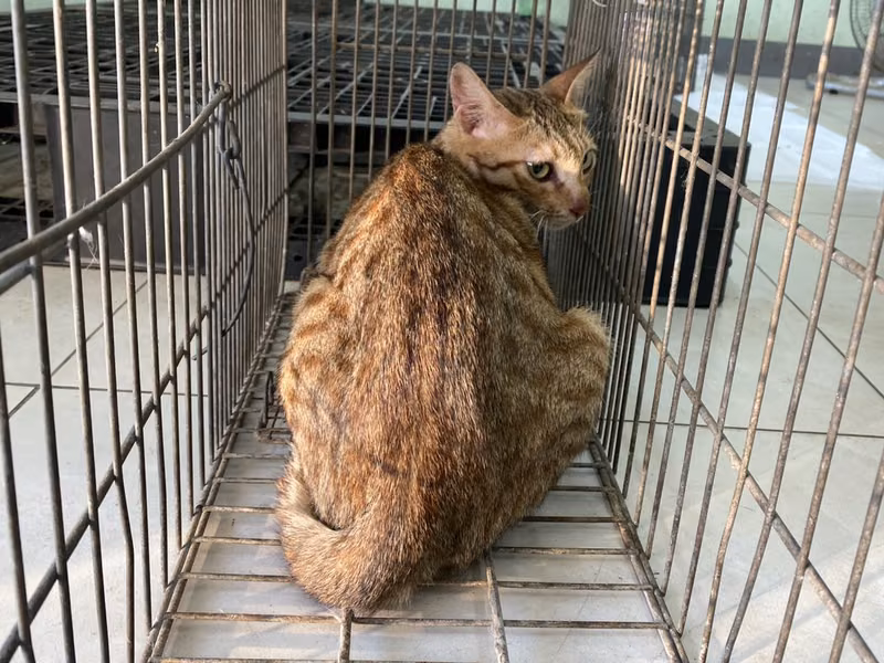 Adult female mixed-breed cat, Small, shelter no. …2C02