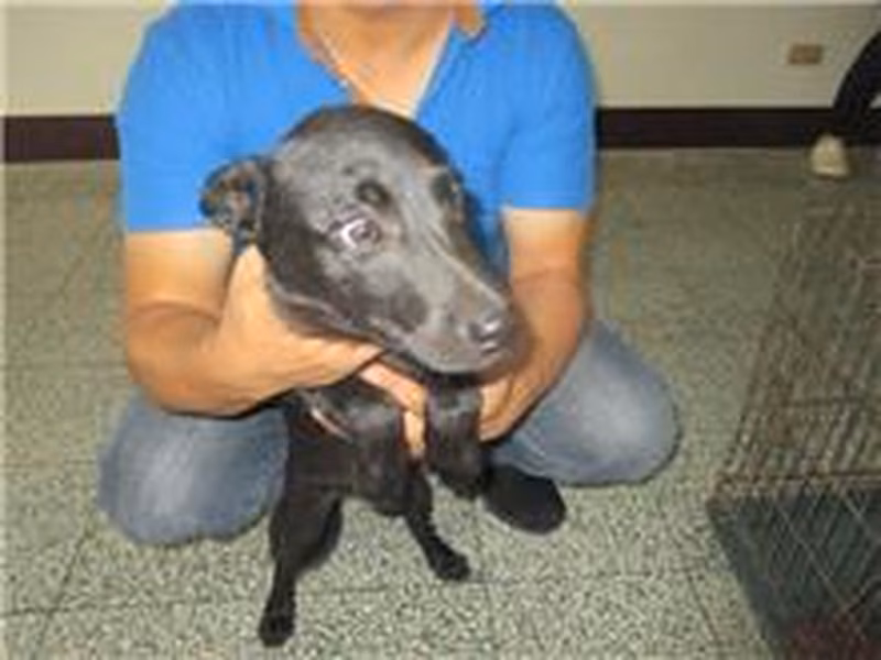 Black adult female mixed-breed dog, Small, shelter no. …8006