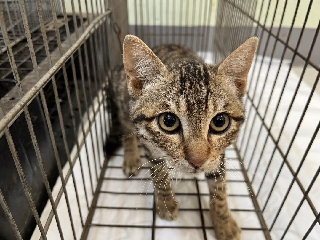 Adult male mixed-breed cat, Small, shelter no. …3C01