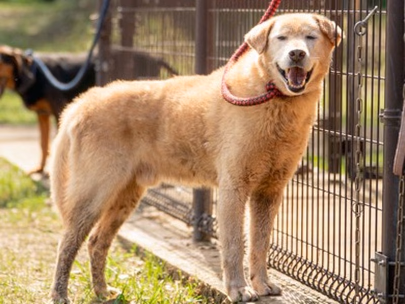 Tan-and-white adult male mixed-breed dog, Large, shelter no. …0355