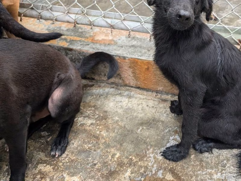 Black adult male mixed-breed dog, Large, shelter no. …1406