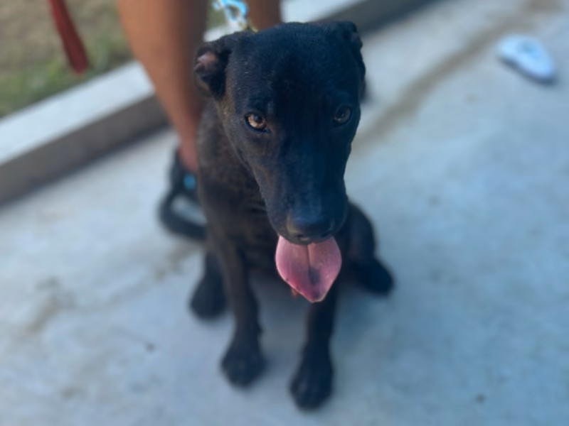 Tabby adult male mixed-breed dog, Medium, shelter no. …6043