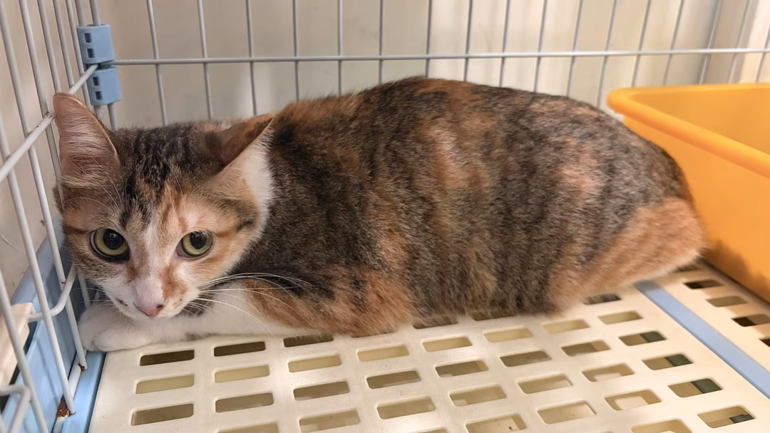 Calico adult female mixed-breed cat, Medium, shelter no. …9001