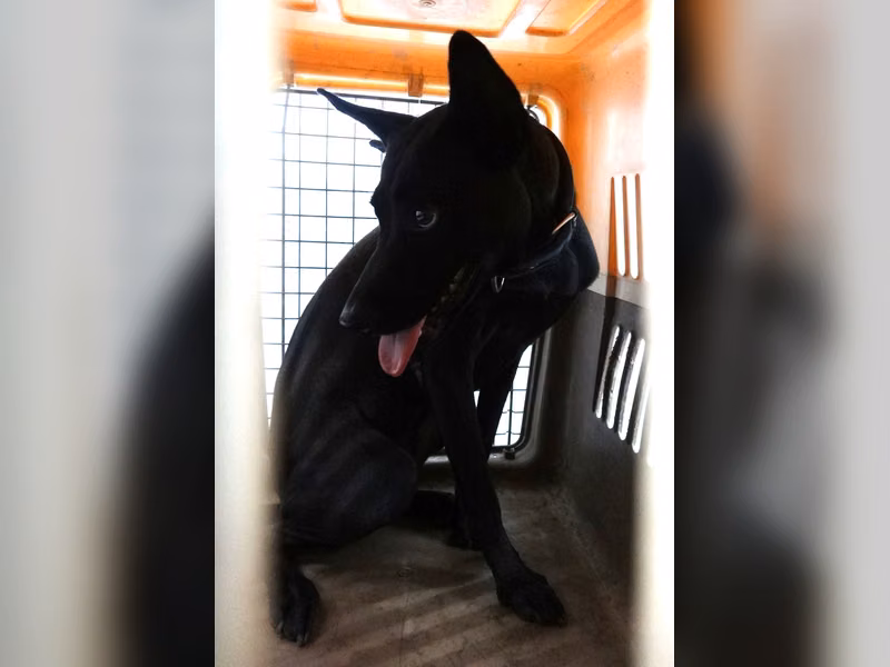 Black adult female mixed-breed dog, Large, shelter no. …1652