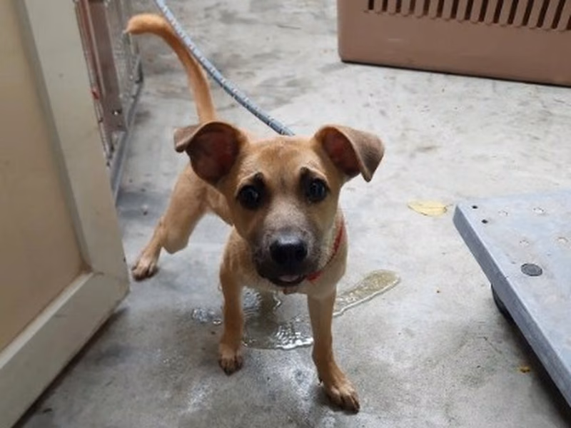 Tan young male mixed-breed dog, Medium, shelter no. …3001