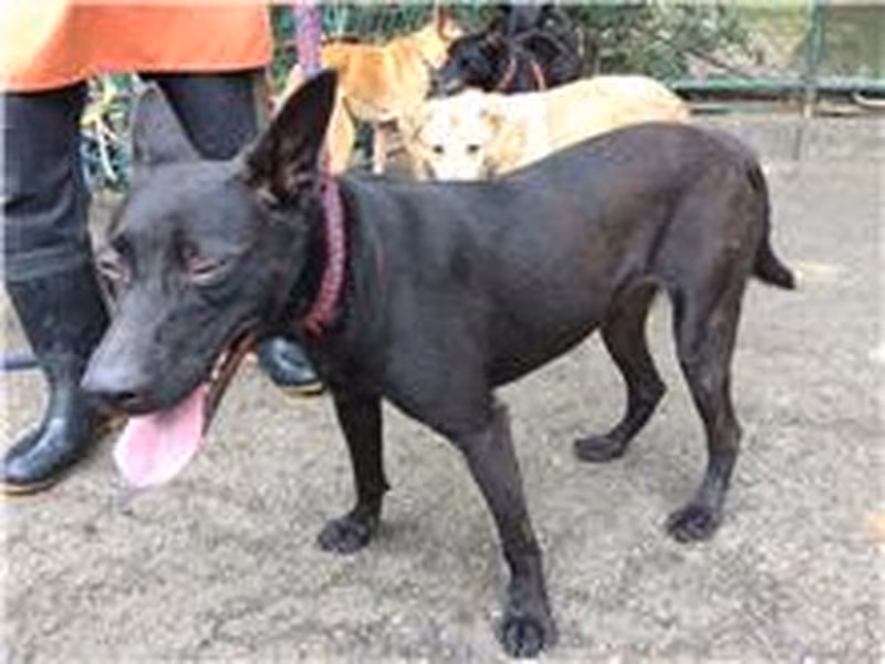 Black young female mixed-breed dog, Small, shelter no. …2011