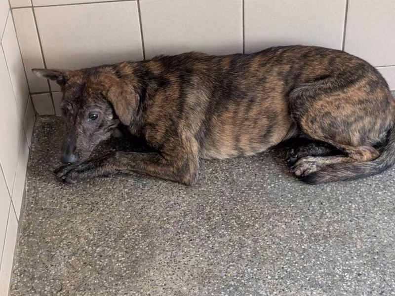 Tabby adult female mixed-breed dog, Large, shelter no. …0101