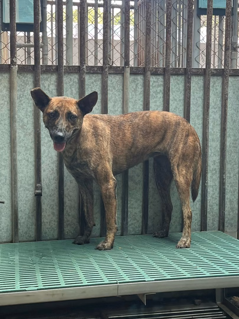 Tabby adult female mixed-breed dog, Medium, shelter no. …1005