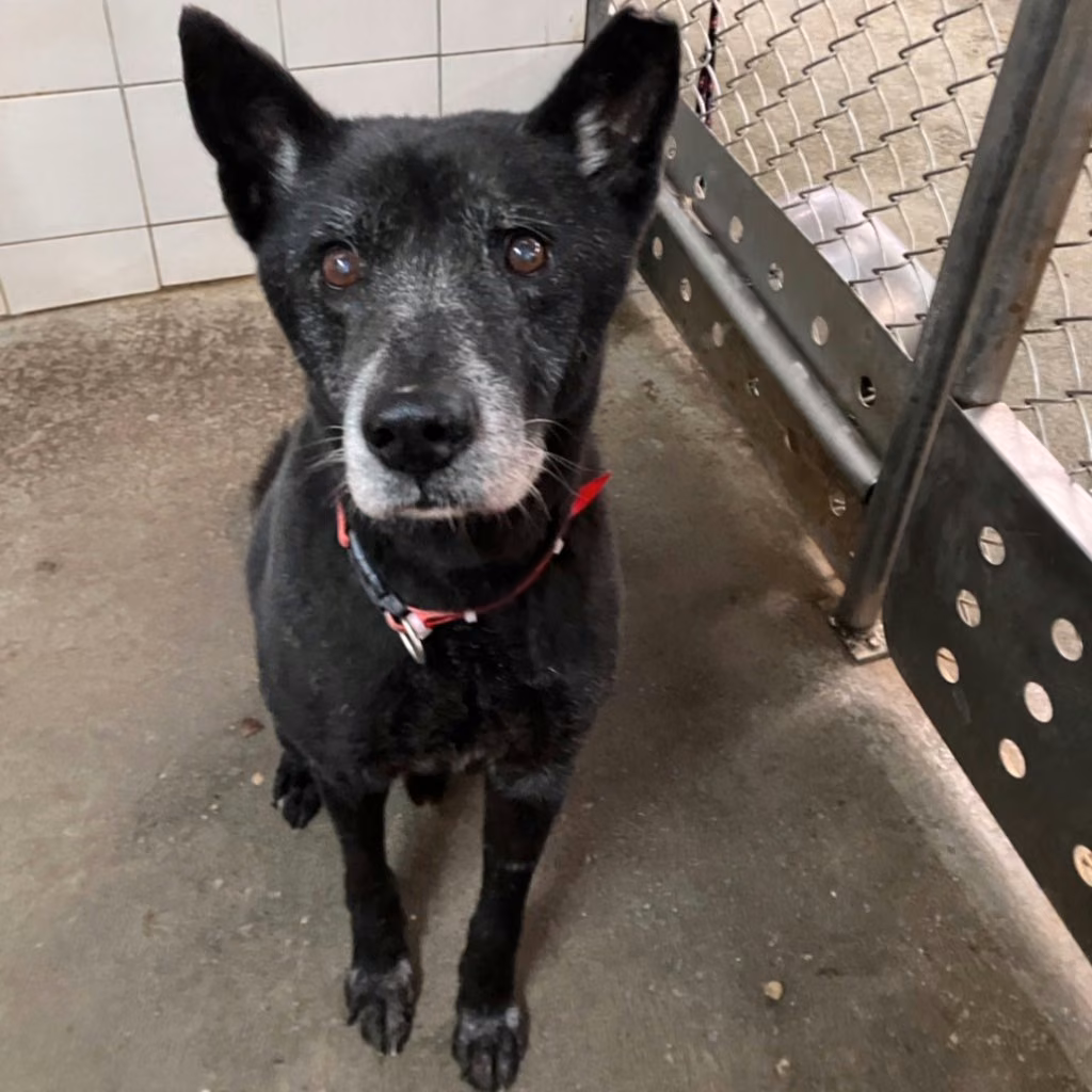 Black adult male mixed-breed dog, Large, shelter no. …6001