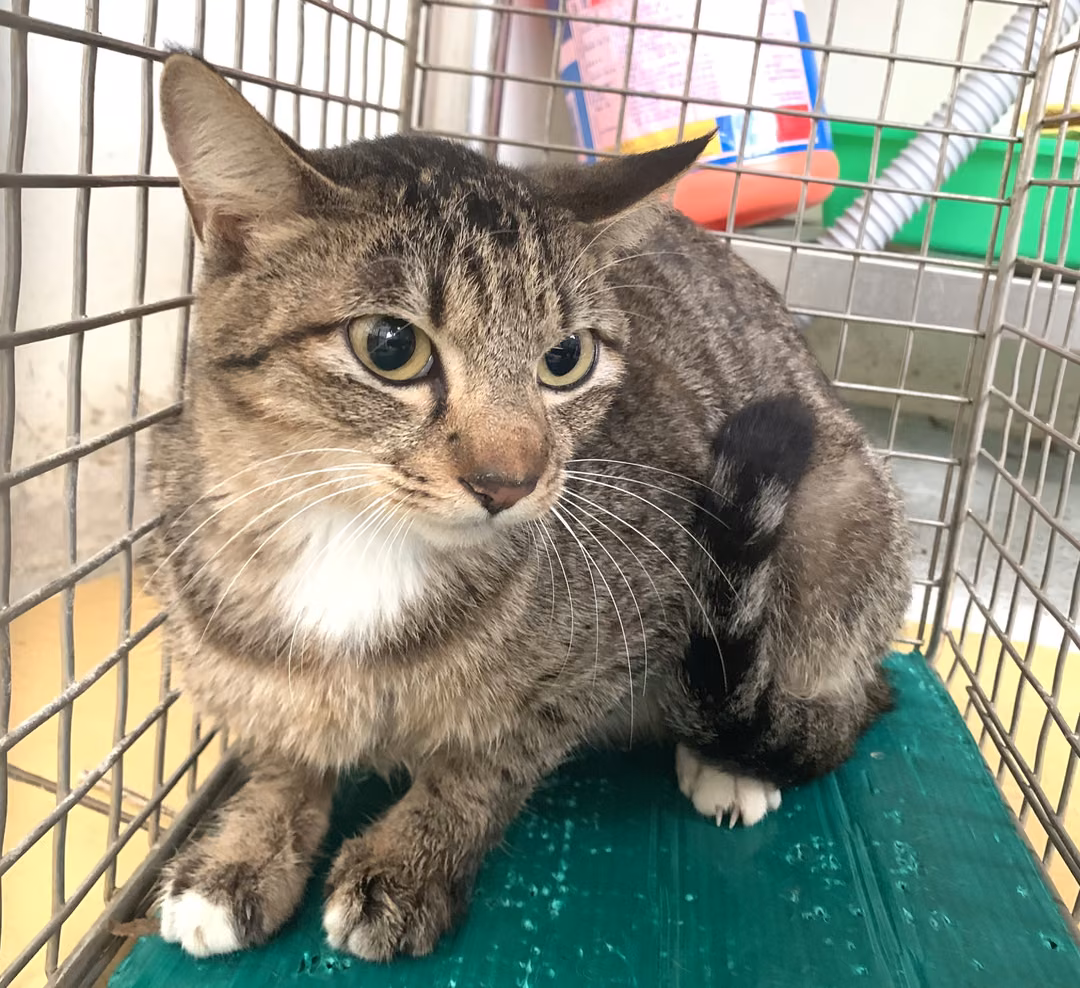 Tabby adult female mixed-breed cat, Small, shelter no. …2901